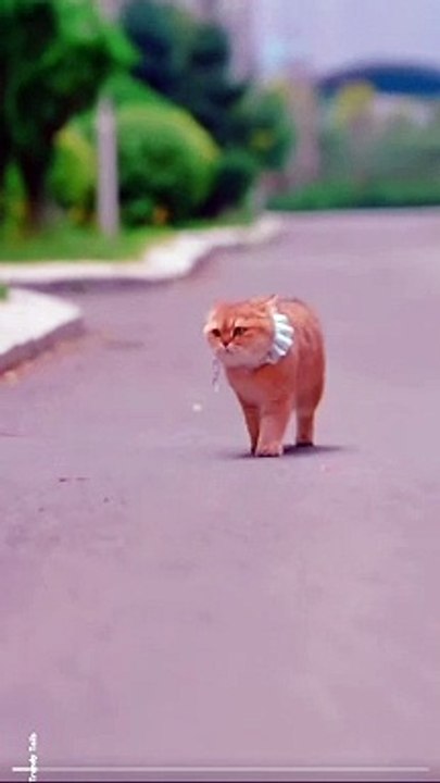 Gorgeous Lady Cats  #cat #cats #catshorts #catvideos #catlovers #catlover #catsofinstagram #usa