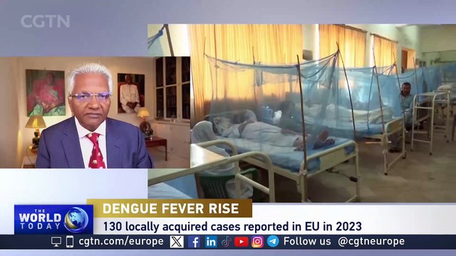 Dengue fever rise: climate change providing conditions for mosquitoes to spread