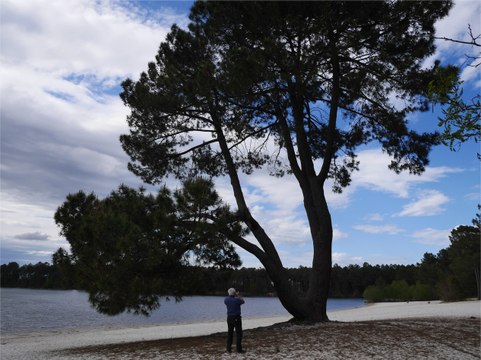 Randonnée : Boucle du Lac bleu d'Hostens, en Gironde