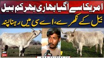 Faisalabad Mein Agaya American Giant Bull - Bull Ko AC Mein Rehnay Ki Adat