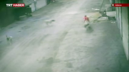 Sahipsiz köpeklerin çocuğa saldırı anı kamerada