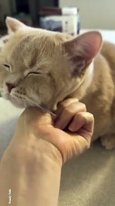 Cat Grooming #cat #cats #catshorts #catvideos #catlovers #catlover #catsofinstagram #usa #usacat