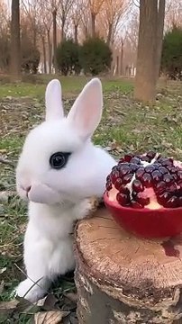 Little rabbit eats sweet and sour pomegranate cute pet rabbit pastoral little cute pet