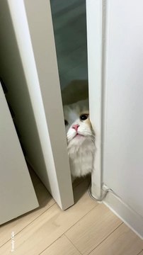 Adorable Cat #cat #cats #catshorts #catvideos #catlovers #catlover #catsofinstagram #usa #usacat