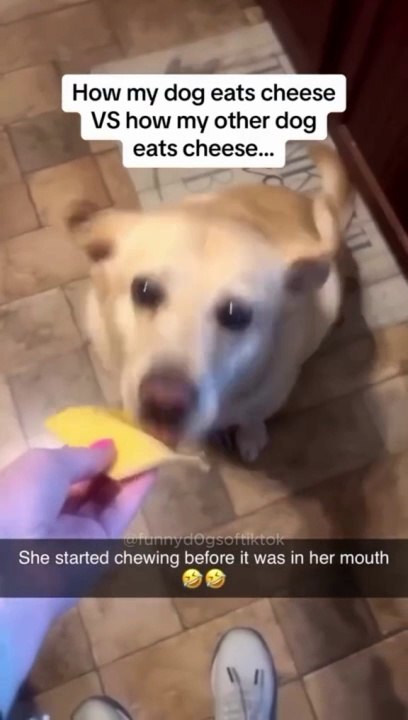 Part 2| funny dog video
