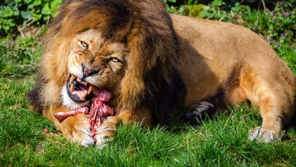 Clever Rabbit and Lion