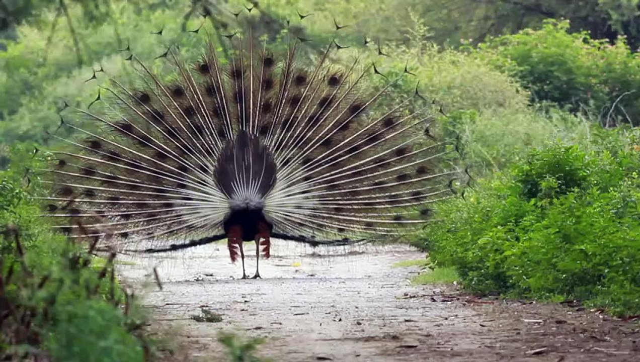Peacock dis