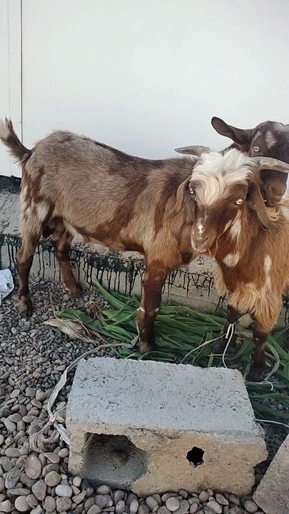 Eid