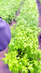 John Nwankwo Noko Basil Harvest