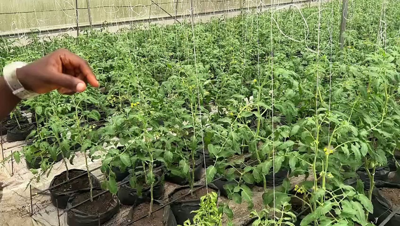 John Nwankwo Noko Tomatoes Farming
