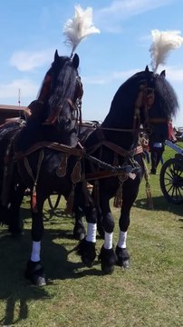 black horse finance, international horse, international horse racing, intense horse racing