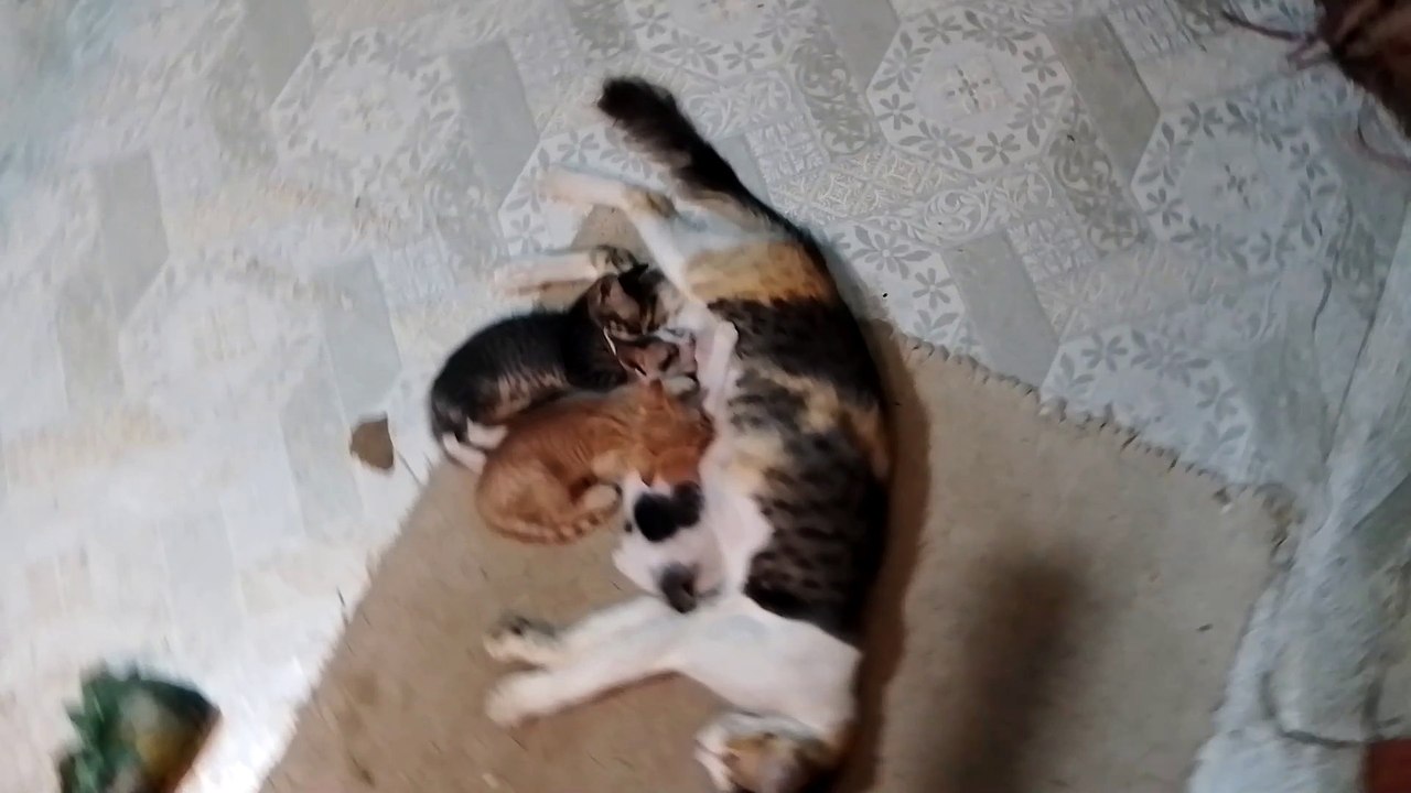 Cat with babies