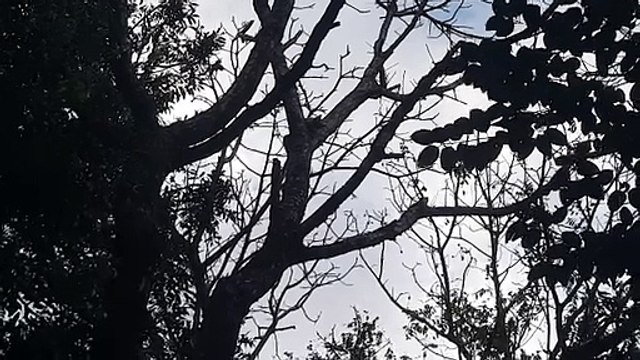 Bombeiros são acionados para resgatar gato preso em árvore no Centro