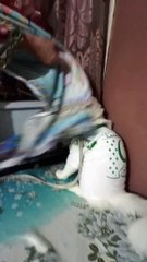 #catlover_#foryou(720p)