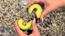 Tunden a inlfuencer por confundir aguacates mexicanos