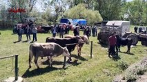 Milas'ta kurban pazarında durgunluk hakim! Son güne kalanlar umduğunu bulamadı