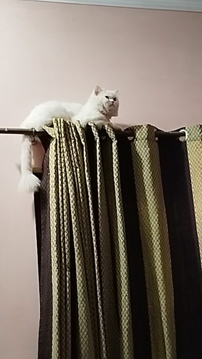 My cats video