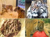 Meet the tigers at Edinburgh Zoo
