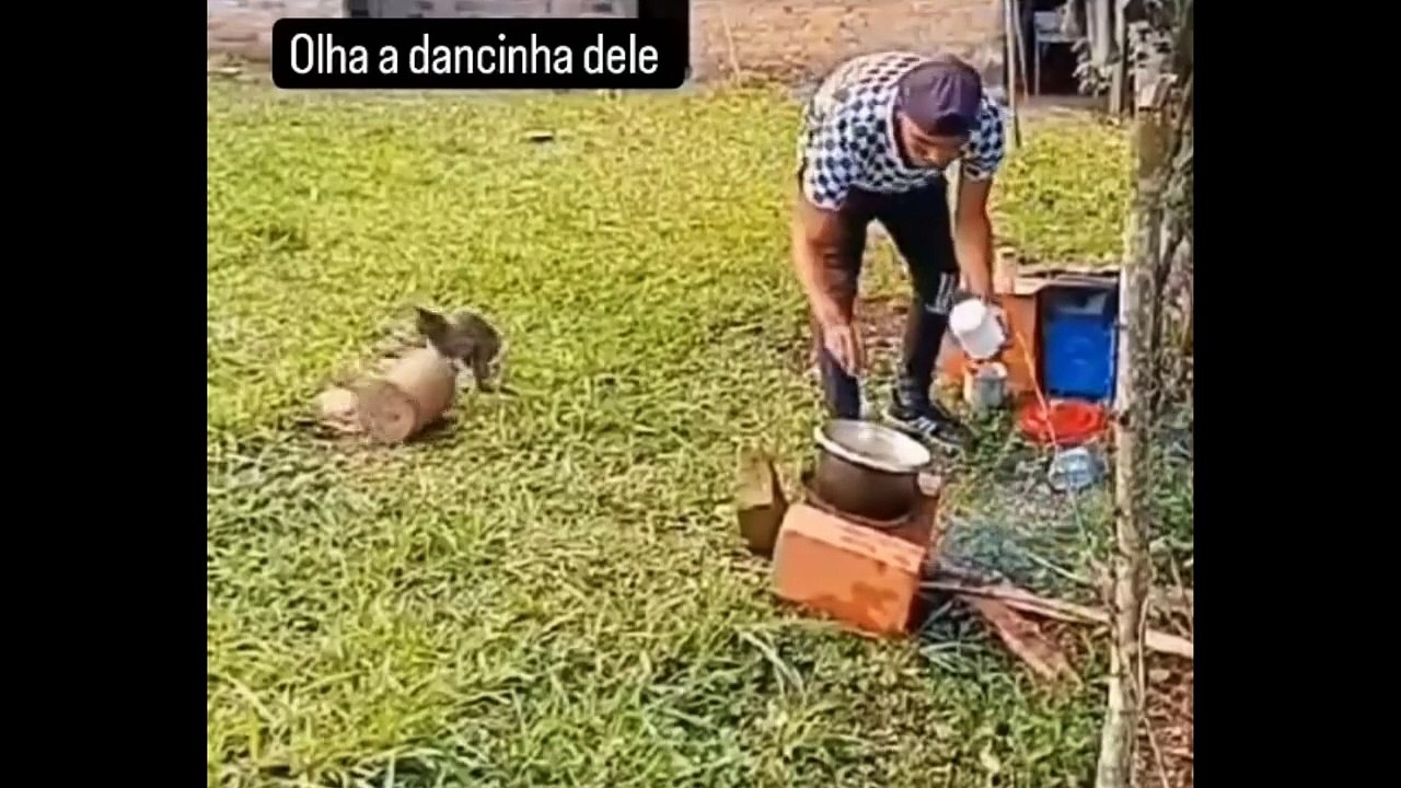 Try Not To Laugh Cats And Dogs Videos  - New Funny Animals Video 2024 #2