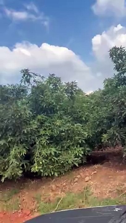 John Nwankwo Noko Avocado Farm