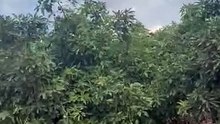 John Nwankwo Noko Avocado Farm