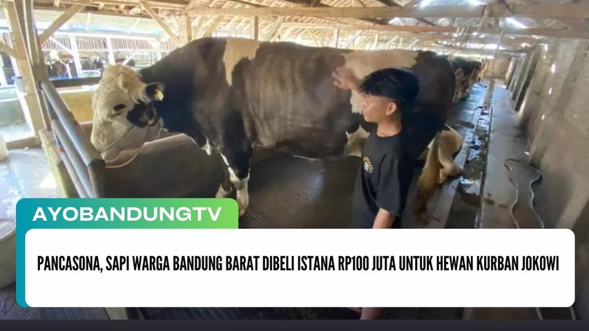 Pancasona, Sapi Warga Bandung Barat Dibeli Istana Rp100 Juta untuk Hewan Kurban Jokowi