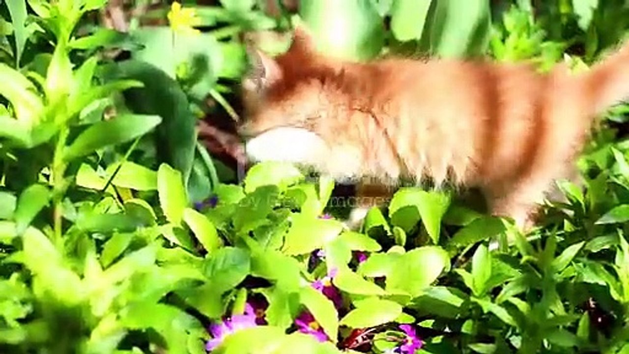 The Lost Kitten
