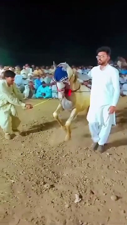 Horse  dance