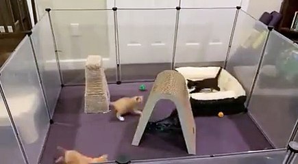 Furry Fun: Hilarious Cats All Day Routine.