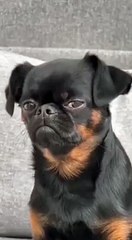 Furry Fun: Dog Looking Very Gentle and Handsome