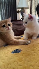 Furry Fun: Hilarious Animal Antics Very Curious