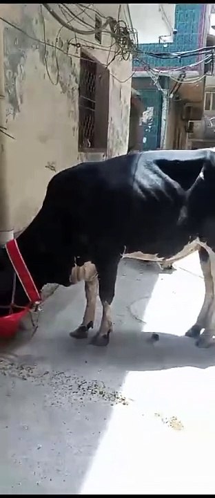 Qurbani ka janwer