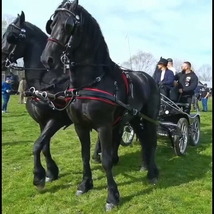 black horse finance, international horse, international horse racing, intense horse racing