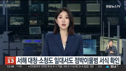 서해 대청·소청도서도 '멸종 위기' 점박이물범 서식 확인
