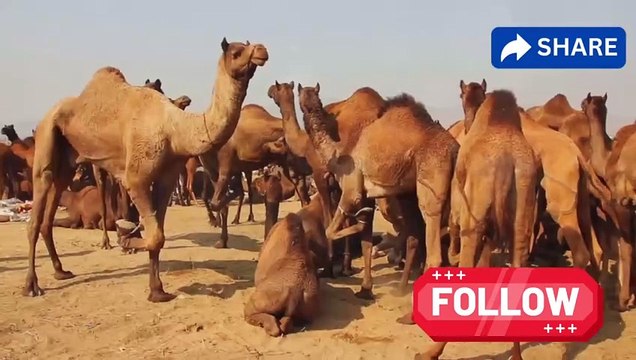 Camel; the ship of desert, Travelling in desert in old times