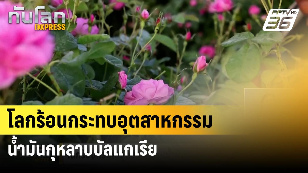 โลกร้อนกระทบอุตสาหกรรมน้ำมันกุหลาบบัลแกเรีย | ทันโลก EXPRESS | 16 มิ.ย. 67