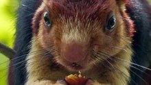 Indian giant squirrel or Malabar giant squirrel native habitat in hindi (part 2)