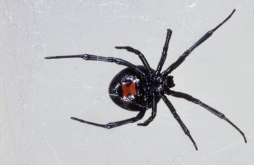 Scientists make breakthrough in treating killer black widow spider bites