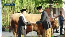 Momen Jokowi Serah Terima Sapi Kurban Usai Salat Iduladha di Masjid Raya Baiturrahman Semarang