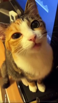 Cats are Awesome #cat #cats #catshorts #catvideos #catlovers #catlover #catsofinstagram #usa #usacats