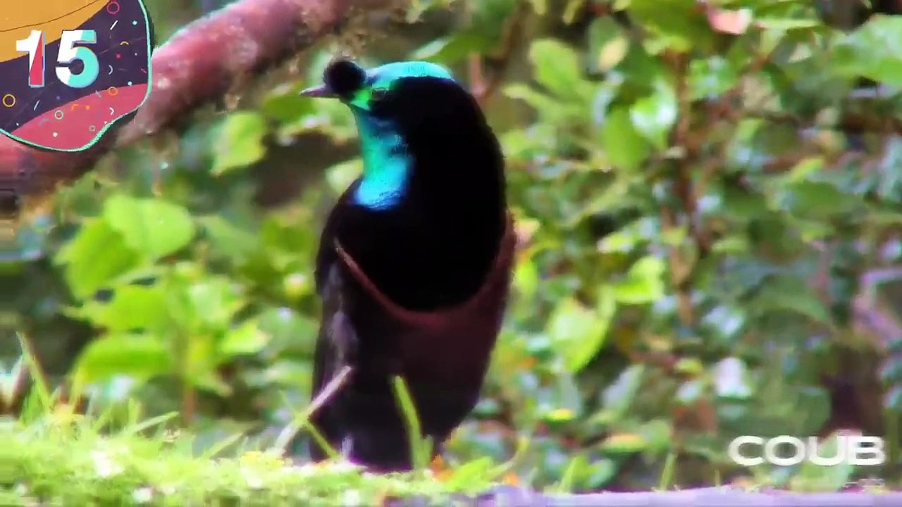 世界で最も珍しい鳥