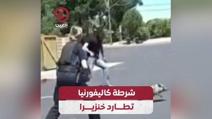 شرطة كاليفورنيا تطارد خنزيرا