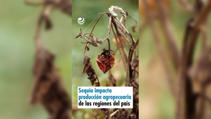 Sequía impacta producción agropecuaria de las regiones del país