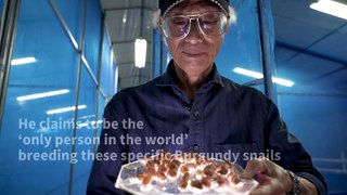 Japan's escargot entrepreneur achieves the 'impossible'