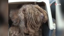 Tierretter finden ein verfilztes Monster: Stunden später fällt ihnen die Kinnlade runter!