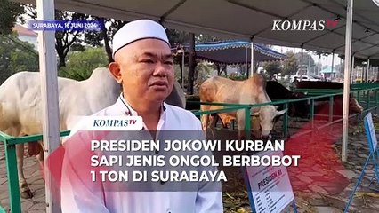 Presiden Jokowi Kurban Sapi Jenis Peranakan Ongol Berbobot 1 Ton di Surabaya
