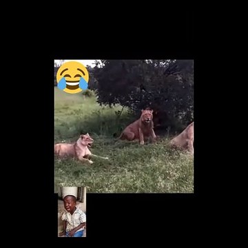 #AwkwardMoments#UnintentionalComedy#EpicFail#OopsIDidItAgain#CantMakeThisUp#LaughingAtMyself#WhenYouKnowYouKnow#LifeIsWeird#RandomLOL#WhoopsieDaisy#NailedIt#AccidentalGenius#DailyDisaster#NoFilterNeeded#OopsMyBad