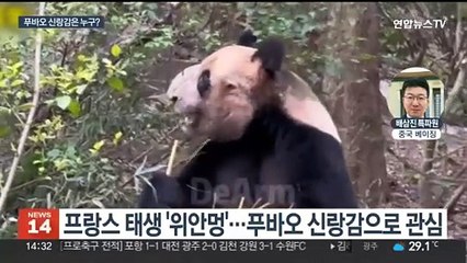 푸바오 신랑감은 프랑스 출신 '거지왕자'?…판다센터 "외모보다 DNA 보전 우선"