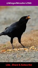 Explore Winged Wonders_ New Caledonian Crow _  @WingedWonders786    #shorts