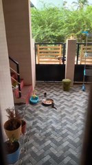 Bird and Squirrel Eat Peanuts From Same Plate